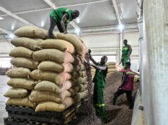 Côte d’Ivoire: l’Etat a commencé l’achat des stocks de cacao pour résoudre la crise
