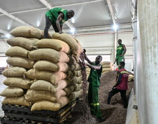 Côte d’Ivoire: l’Etat a commencé l’achat des stocks de cacao pour résoudre la crise