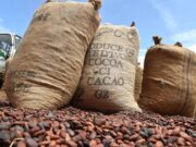 Crise du cacao en Côte d’Ivoire : pourquoi le prix payé aux producteurs chute fortement crise du cacao en cote d'Ivoire