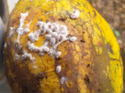 Face à la maladie du cacao (Swollen shoot), la Côte d’Ivoire et le Ghana passent à l’offensive commune