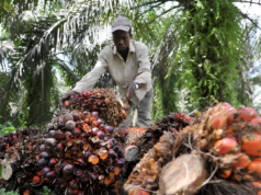 La Côte d’Ivoire engage un vaste programme de 1 077 milliards FCFA pour moderniser la filière du palmier à huile