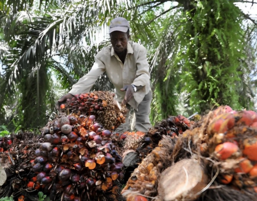 La Côte d’Ivoire engage un vaste programme de 1 077 milliards FCFA pour moderniser la filière du palmier à huile